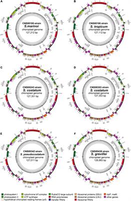 Chloroplast Genomes for Five Skeletonema Species: Comparative and Phylogenetic Analysis